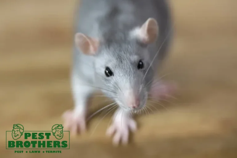 Why Rats Chew Through Expanding Foam and the Best Materials for a Chew-Proof Seal 4 rat is looking at the camera