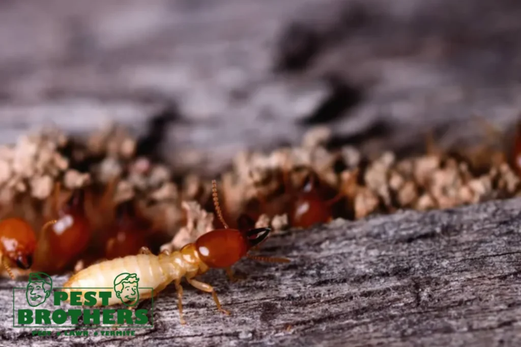How to Identify Termite Frass vs. Sawdust: A Visual Comparison Guide 9 termite insects coming out of wood panel