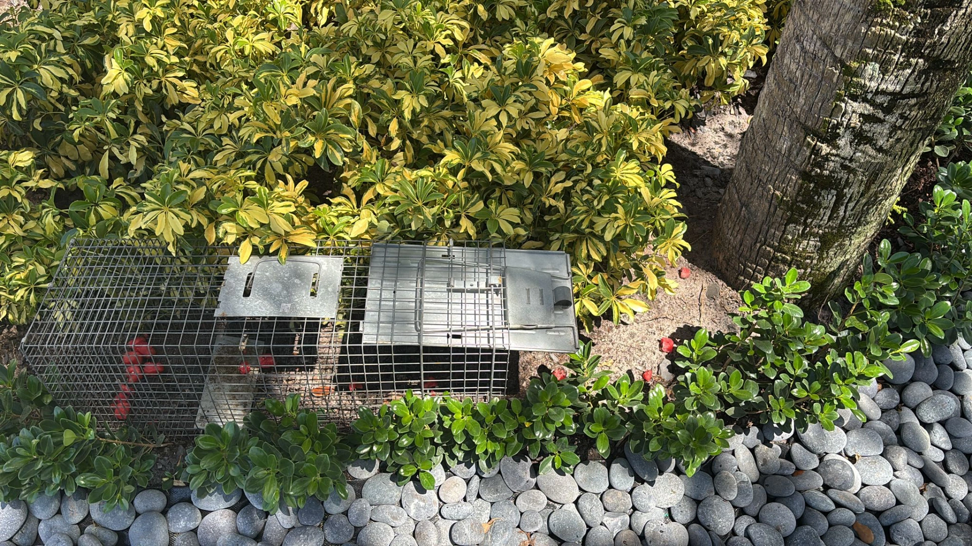 Wildlife Trap