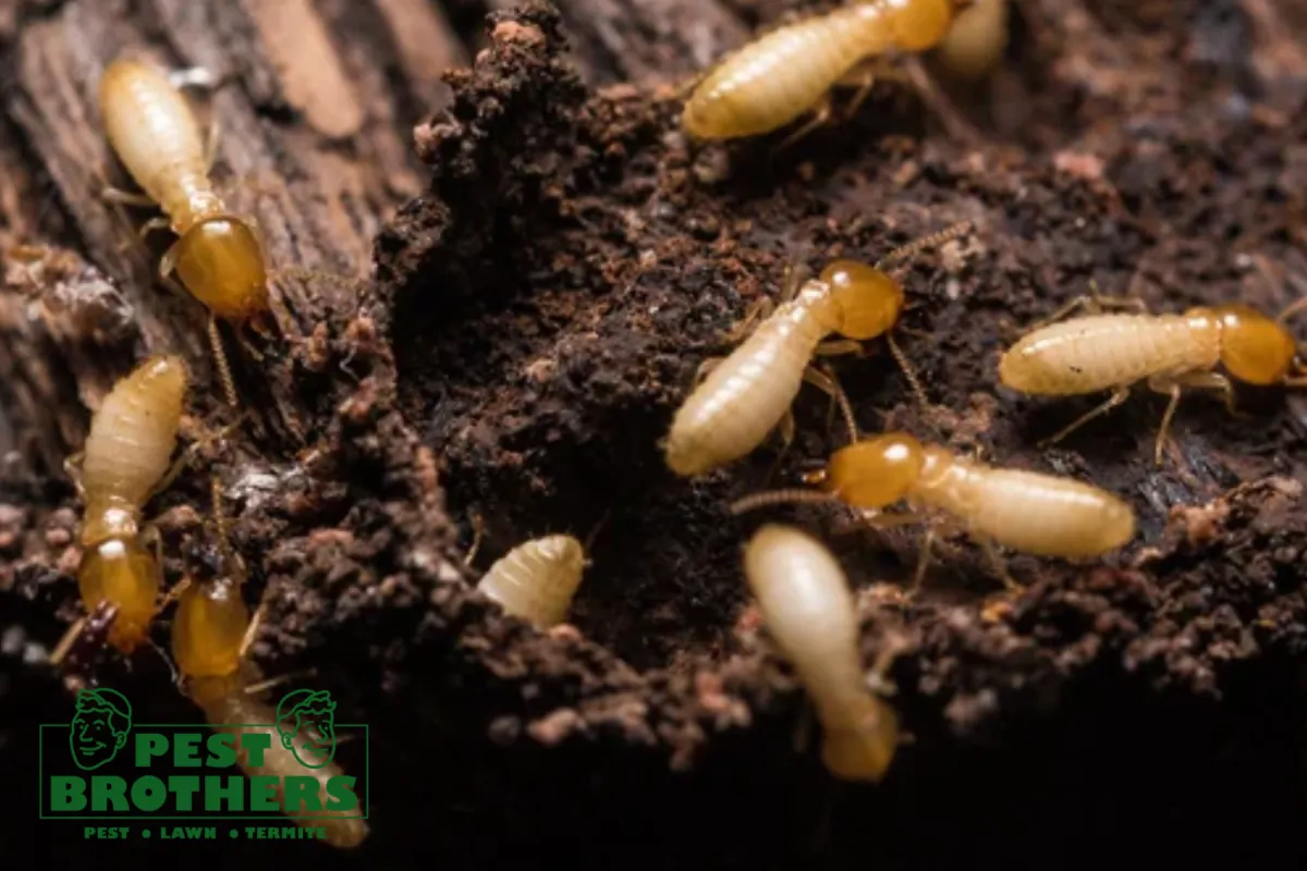 close up termites