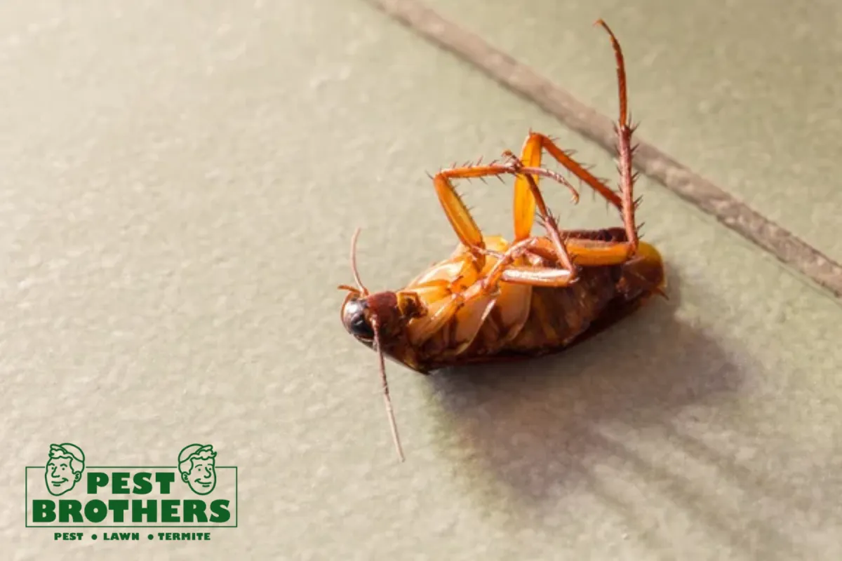 dead cockroach on floor