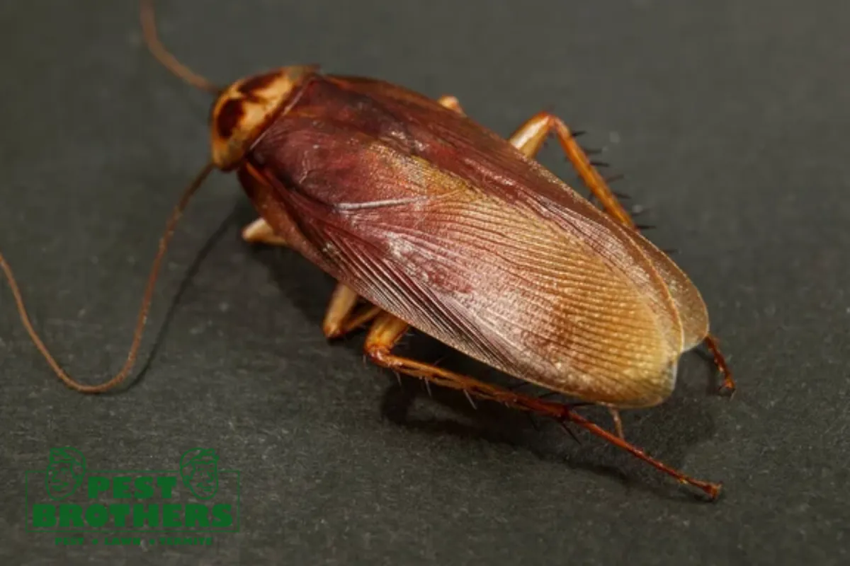 german cockroach