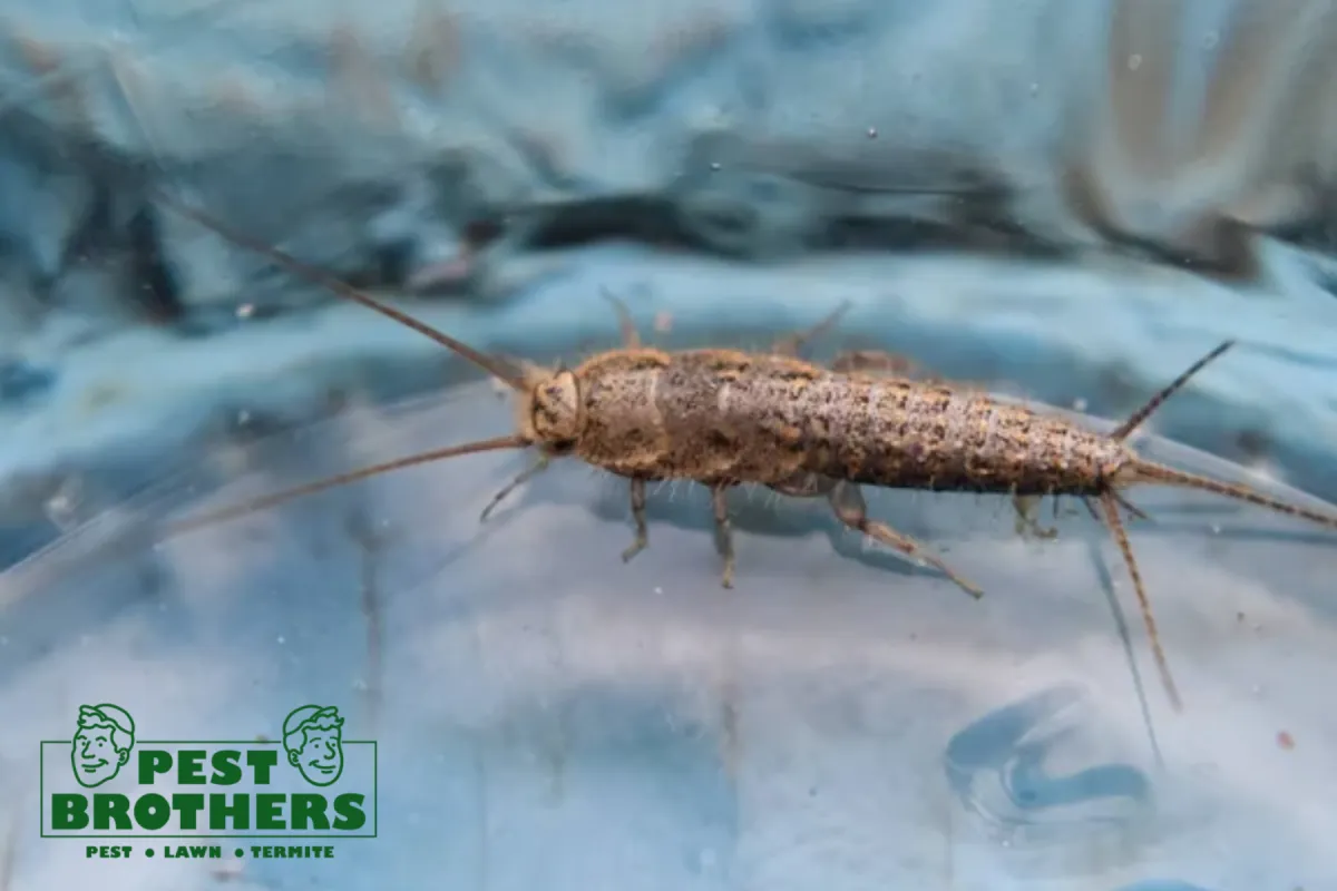 silverfish feeding on paper