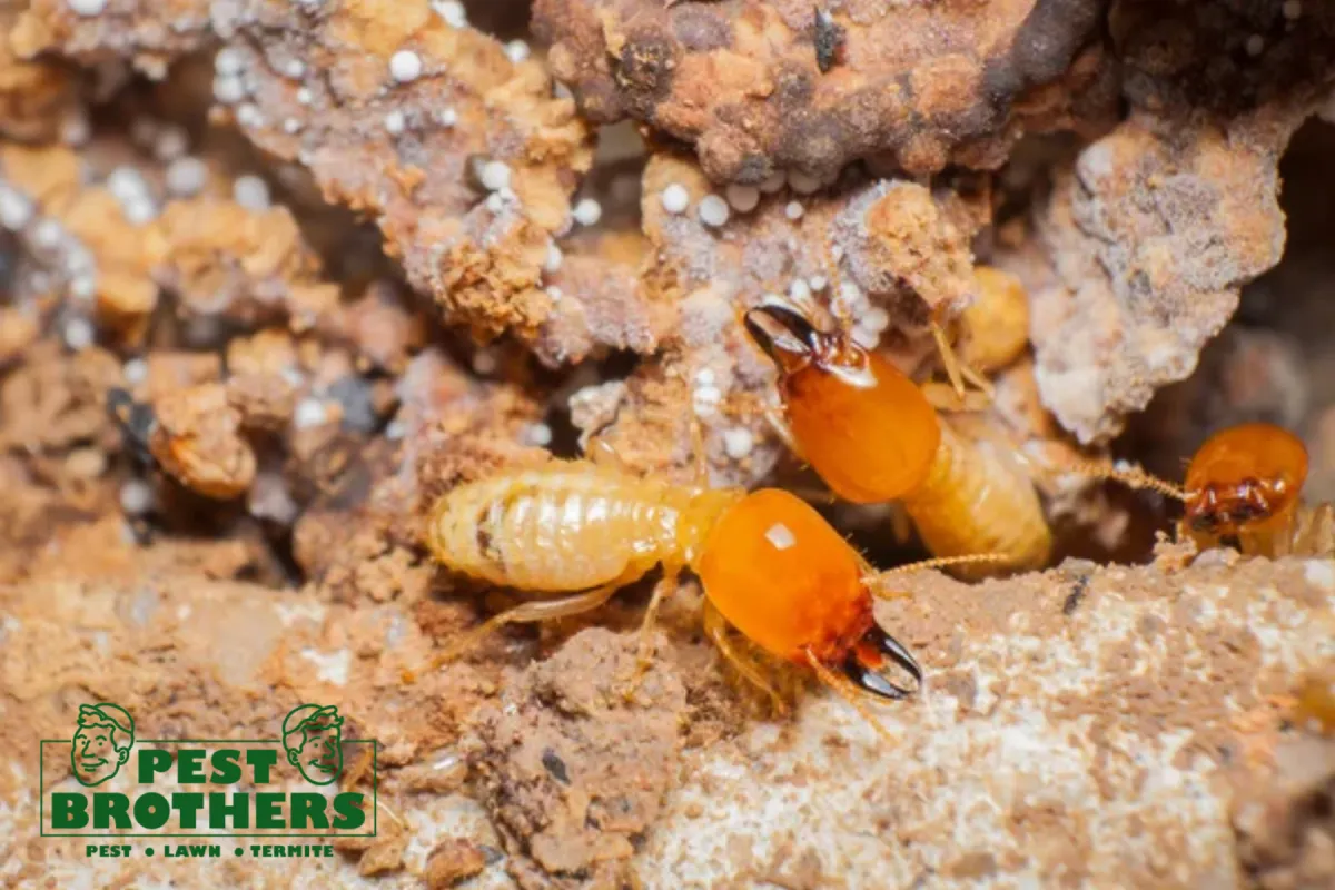 termites in the nest