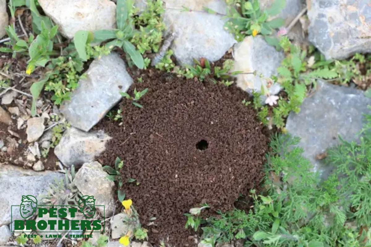 view of ant nest