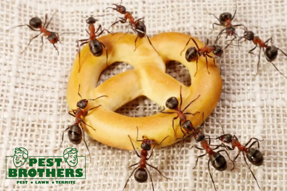 How Do You Know If Pest Control Is Needed Before It Becomes a Full Infestation 2 ants eating