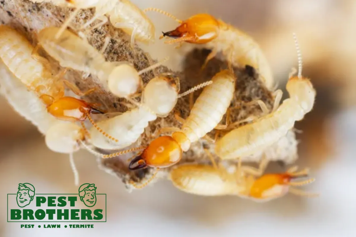 How Often Should Termite Control Be Done for Long-Term Protection 2 closed up termites
