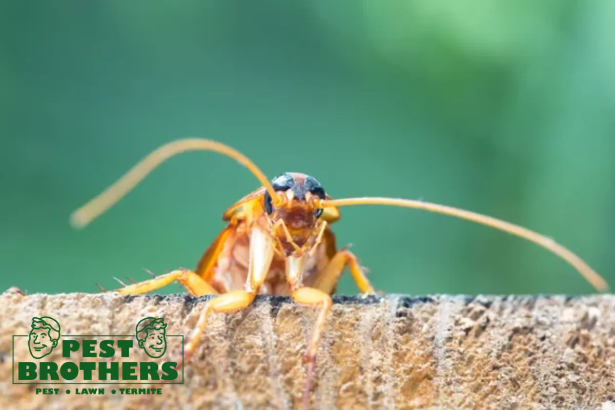 Why Do Pests Come Back After DIY Pest Control Products Are Used 2 cockroach