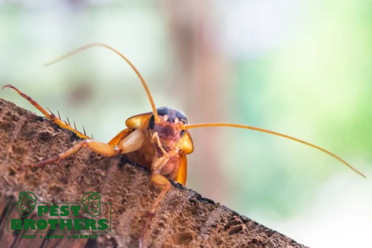 Why Do Pests Come Back After DIY Pest Control Products Are Used 1 cockroach on wooden