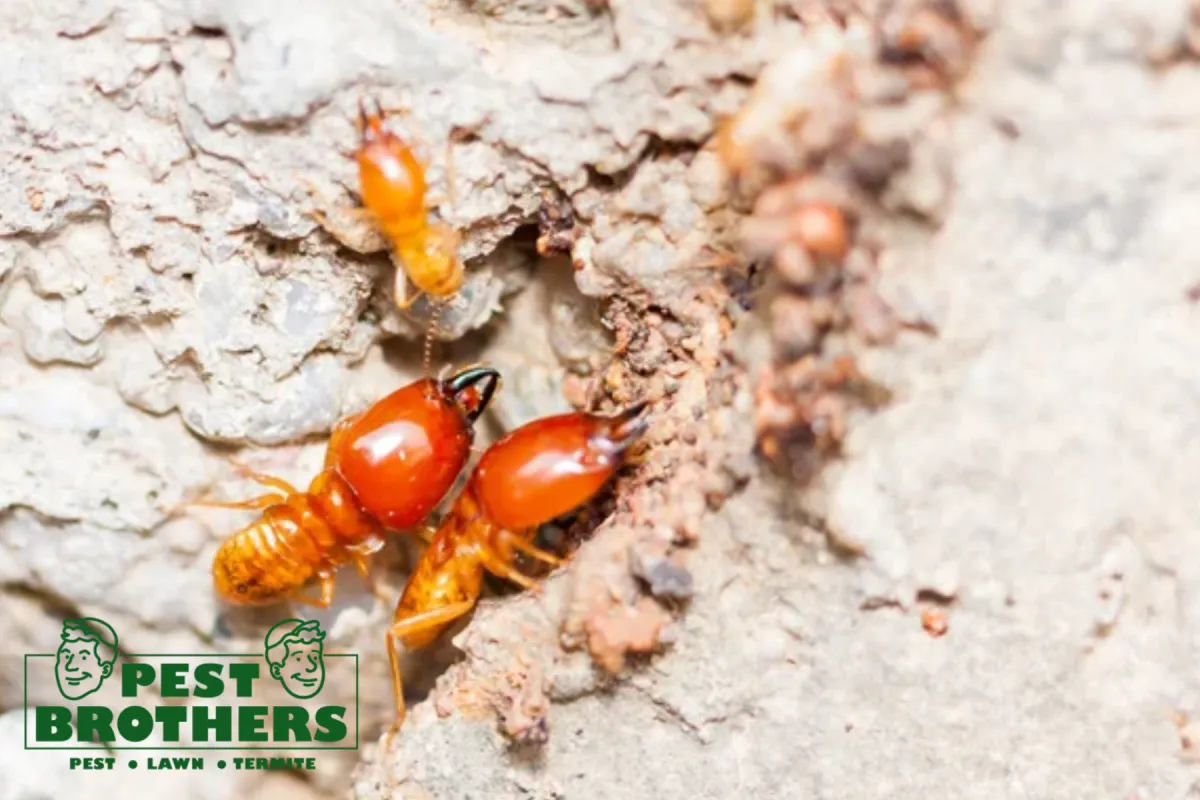 termite