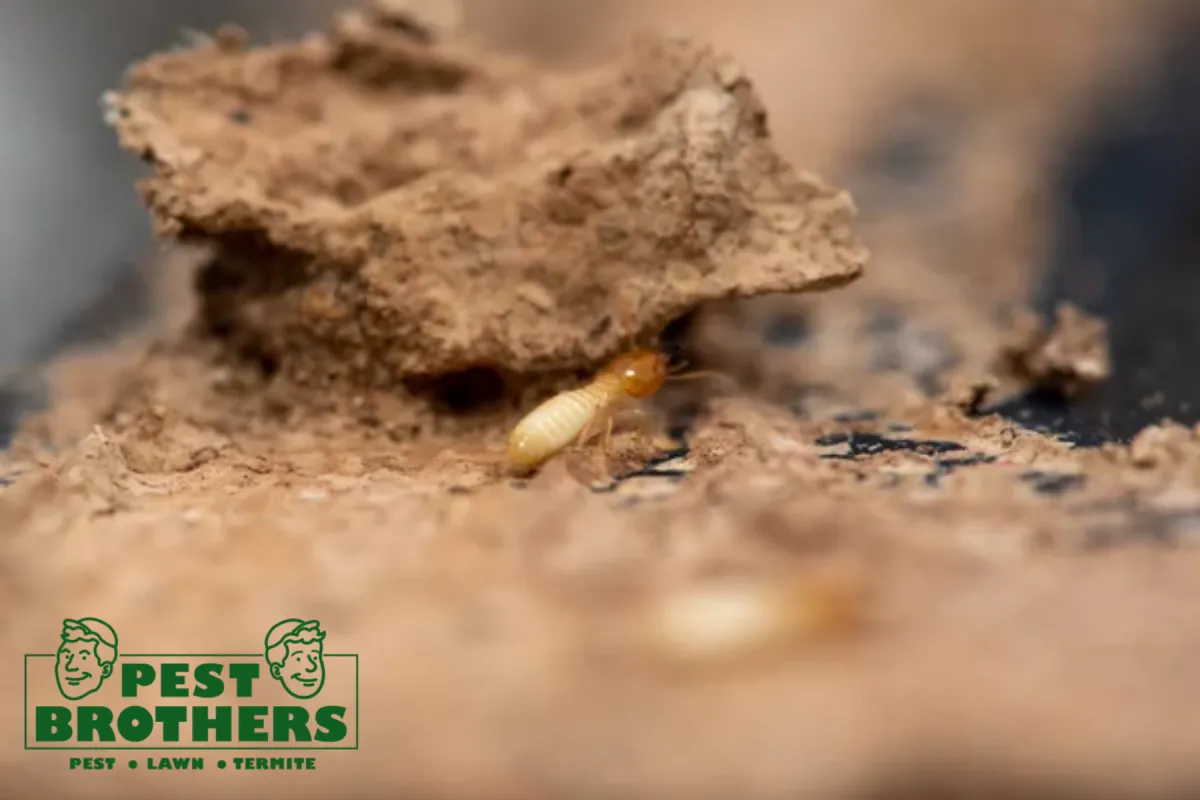 How Often Should Termite Control Be Done for Long-Term Protection 3 termite eating wood