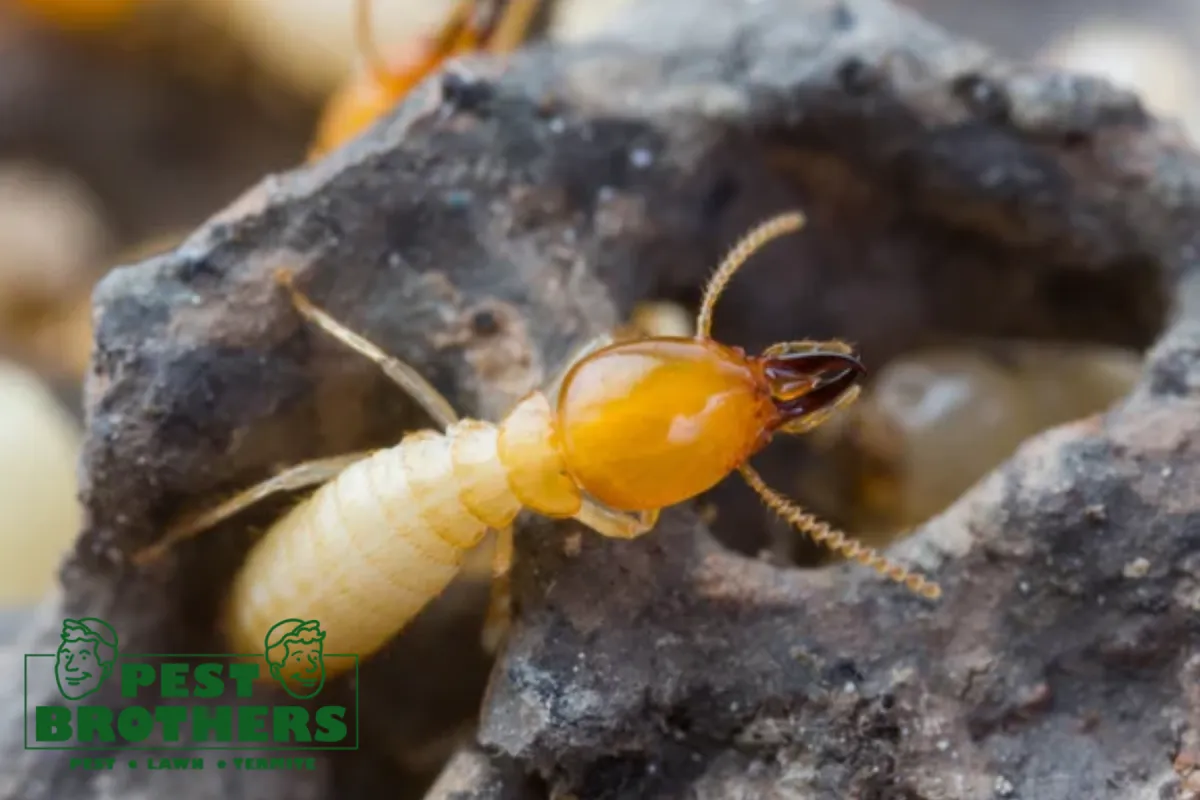 What Should You Expect During a Professional Termite Control Inspection 4 termite