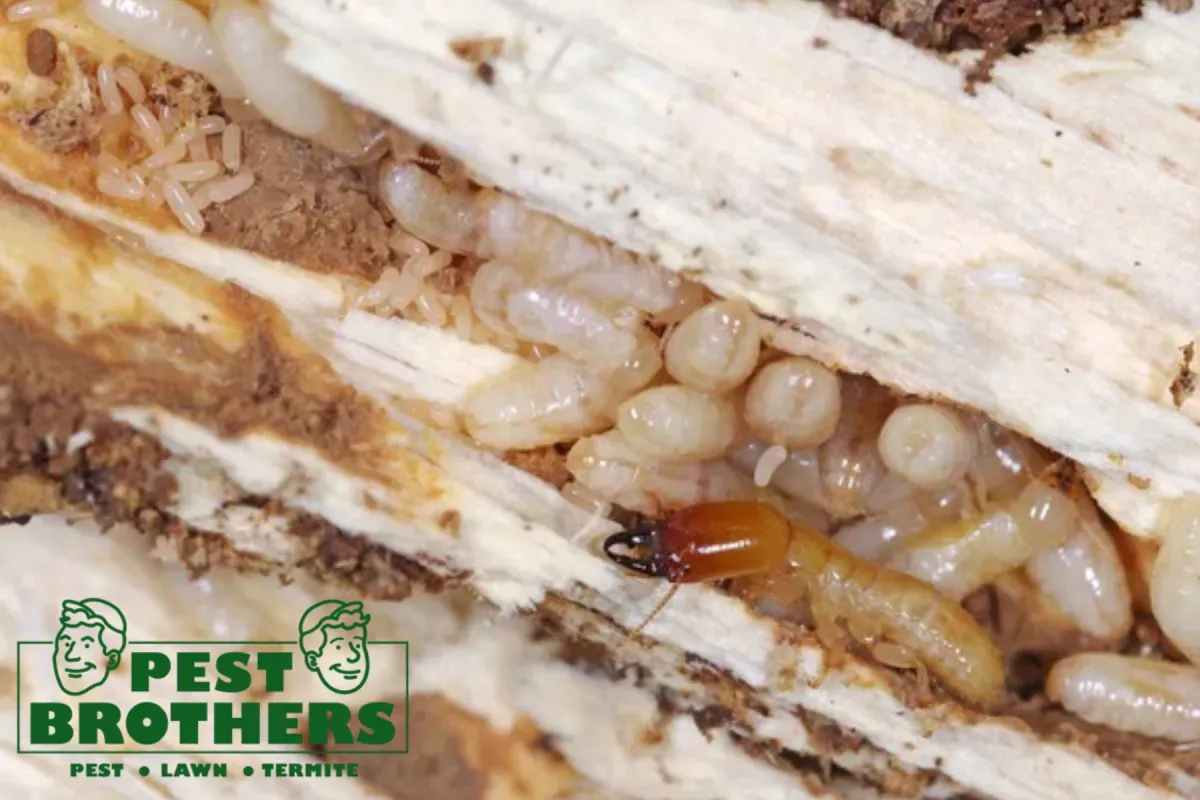 What Are the Early Warning Signs of Drywood Termites Before Structural Damage Becomes Serious 2 drywood termite