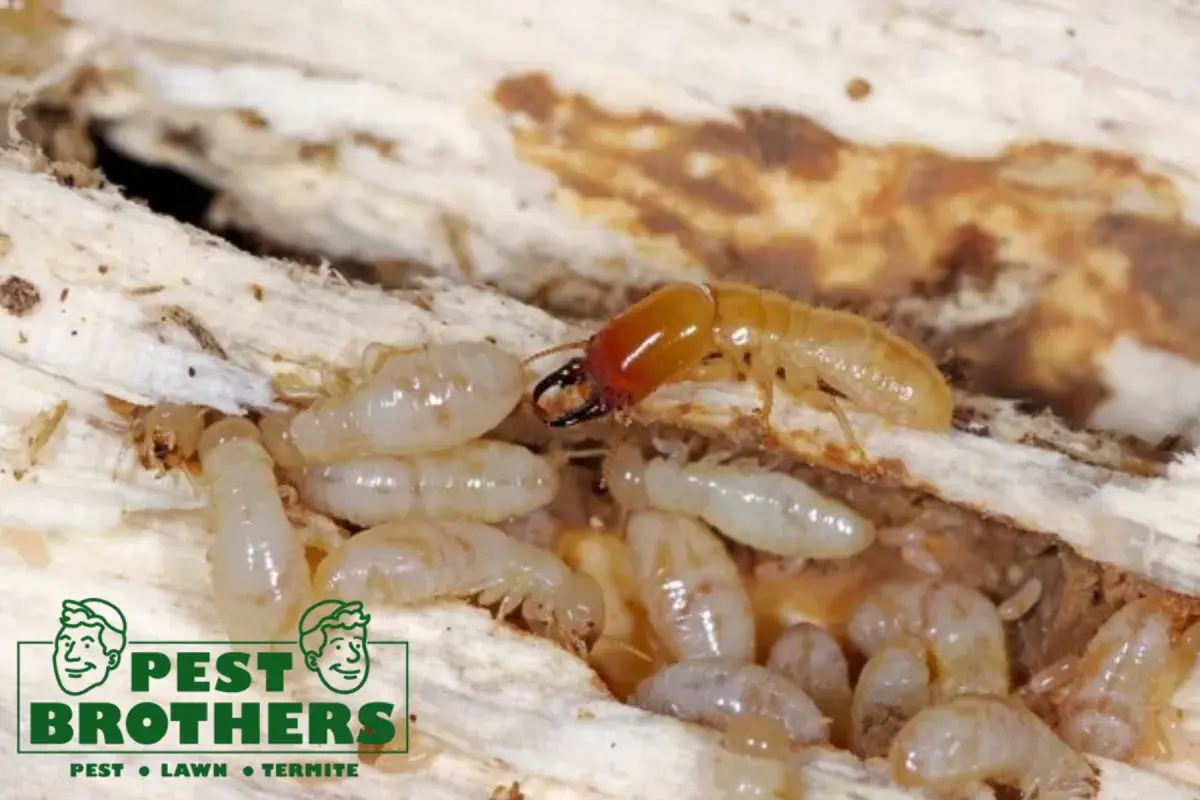 What Are the Early Warning Signs of Drywood Termites Before Structural Damage Becomes Serious 3 drywood termite