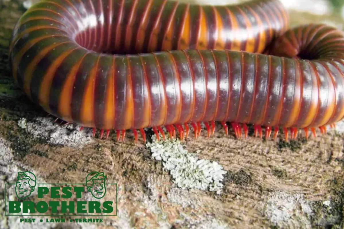 How Does Moisture Control Help Reduce Millipede Activity Around a Property 2 millipedes on the wood