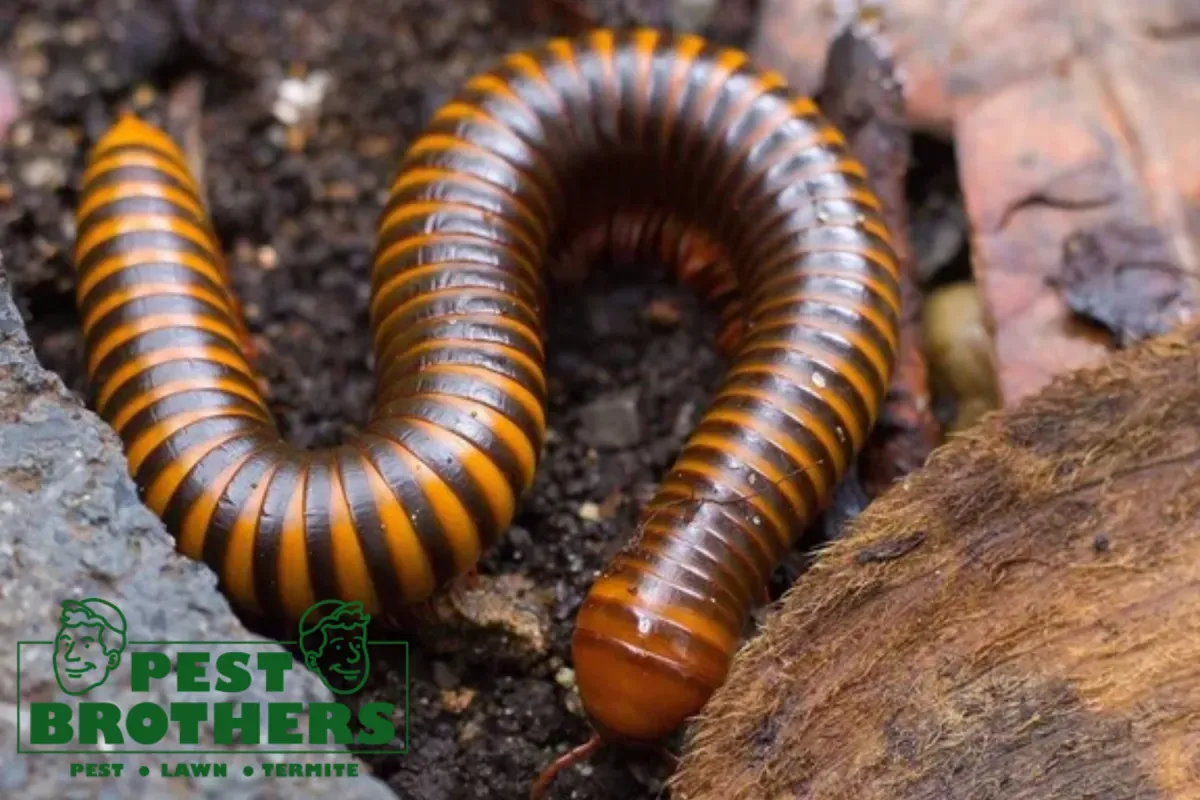 How Does Moisture Control Help Reduce Millipede Activity Around a Property 1 millipedes walking for food