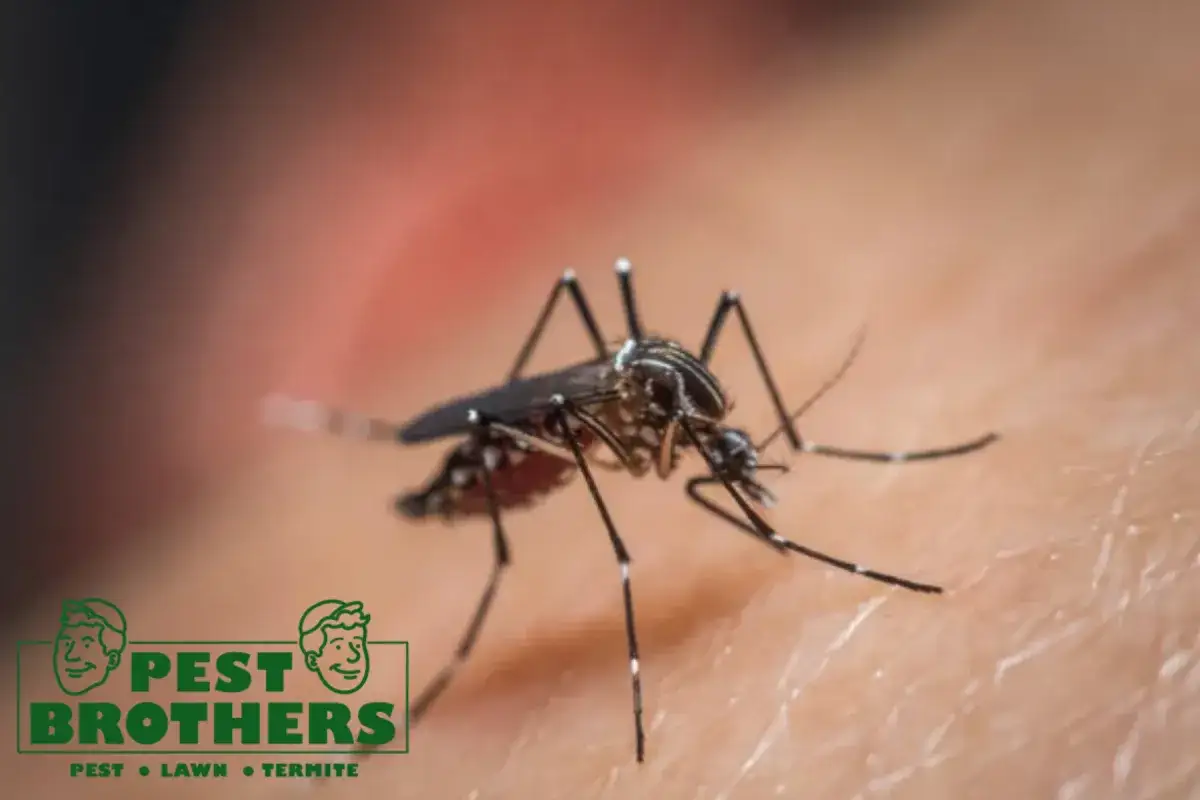 How Does Mosquito Control Reduce Both Adult Mosquitoes and Larvae Around a Property 2 mosquito sucking blood