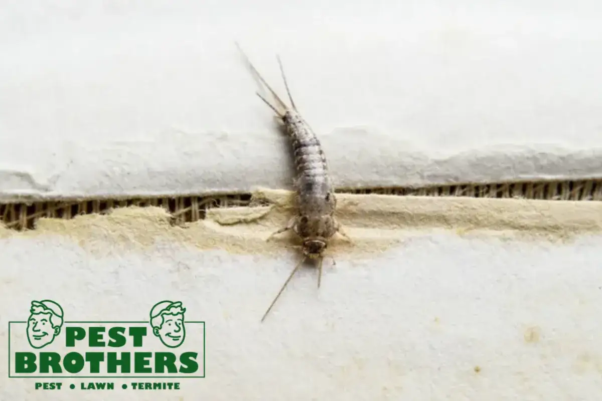 How Does Humidity Control Help Reduce Silverfish Activity Inside a Building 4 silverfish on paper