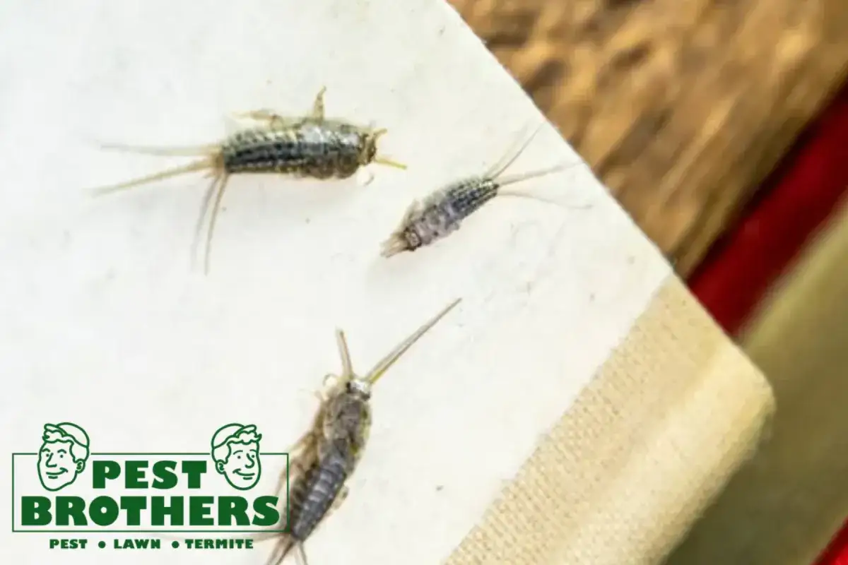 How Does Humidity Control Help Reduce Silverfish Activity Inside a Building 2 silverfish