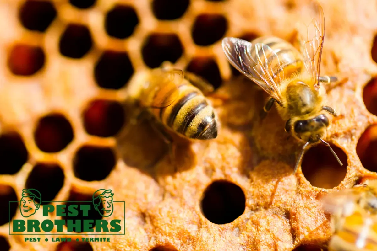 What Is the Difference Between Bee Removal and Bee Extermination 4 beekeeping
