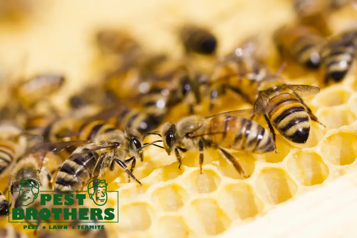 bees
