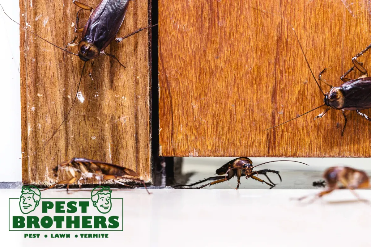 cockroach infestation