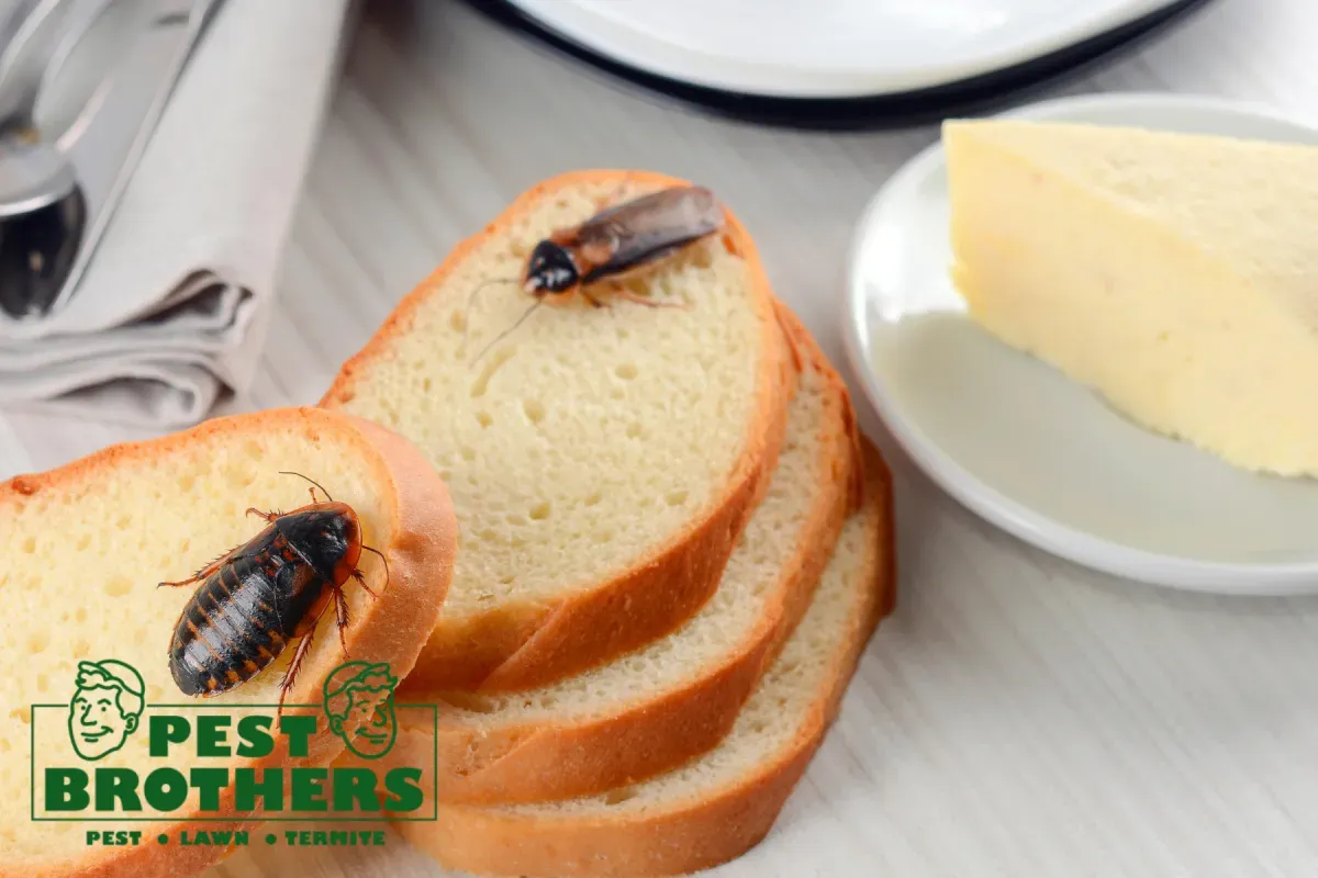 How Do You Know If a Few Cockroaches Mean You Have a Larger Infestation 1 cockroaches on the food in the kitchen