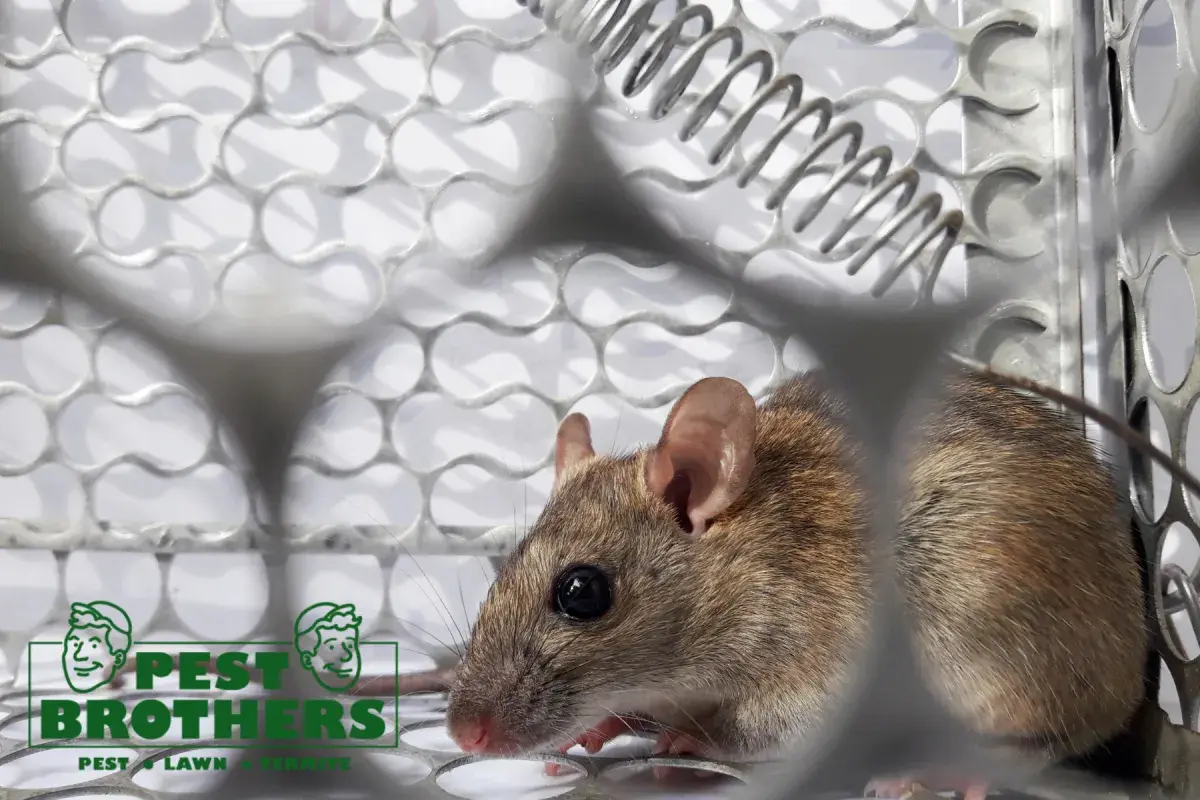 rat trap