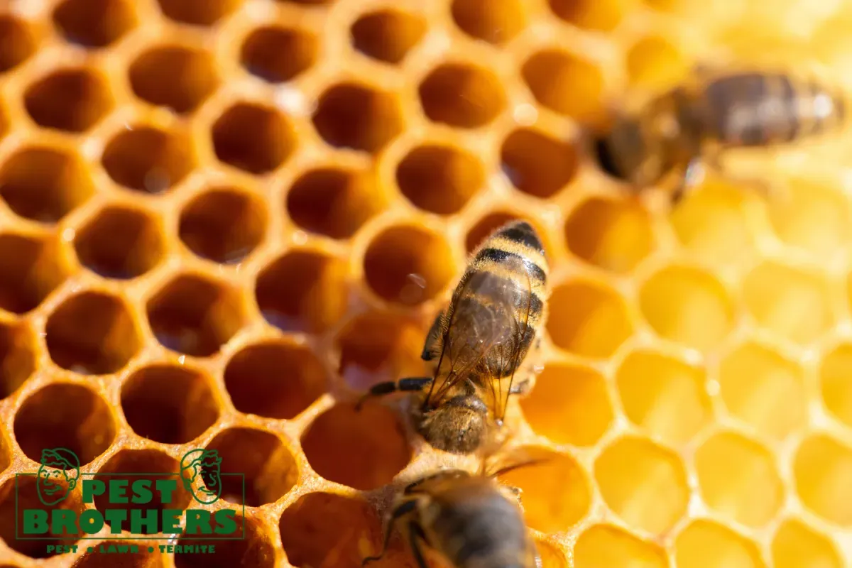 Why Is Honeycomb Removal Essential During Wall Bee Removal 2 bee working honeycomb
