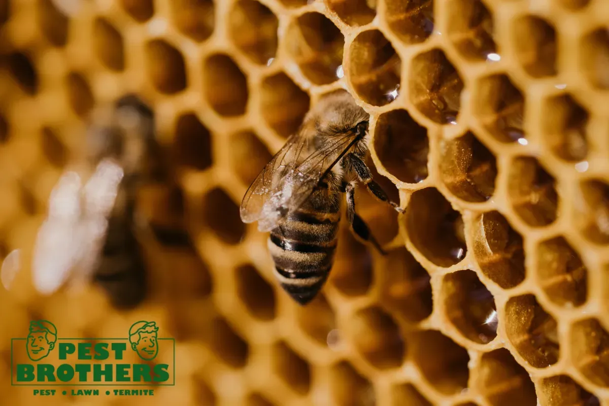 bee working in honeycomb