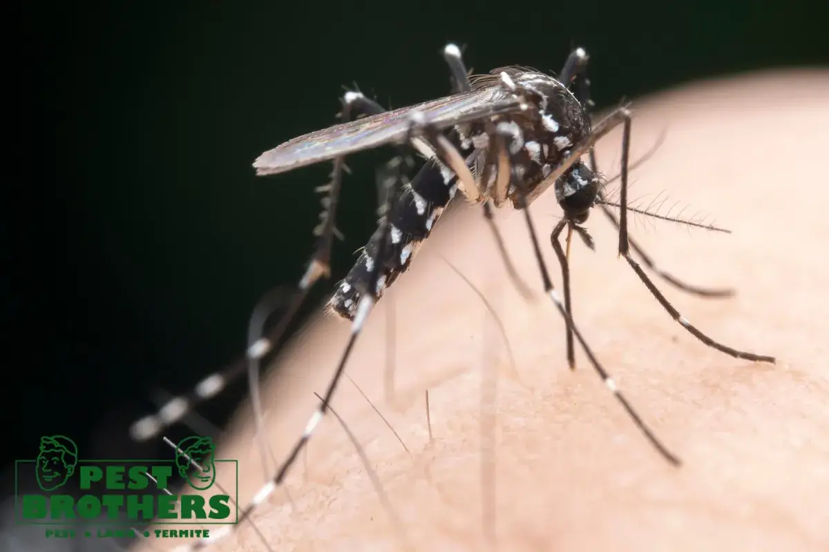 mosquito insect in the wild
