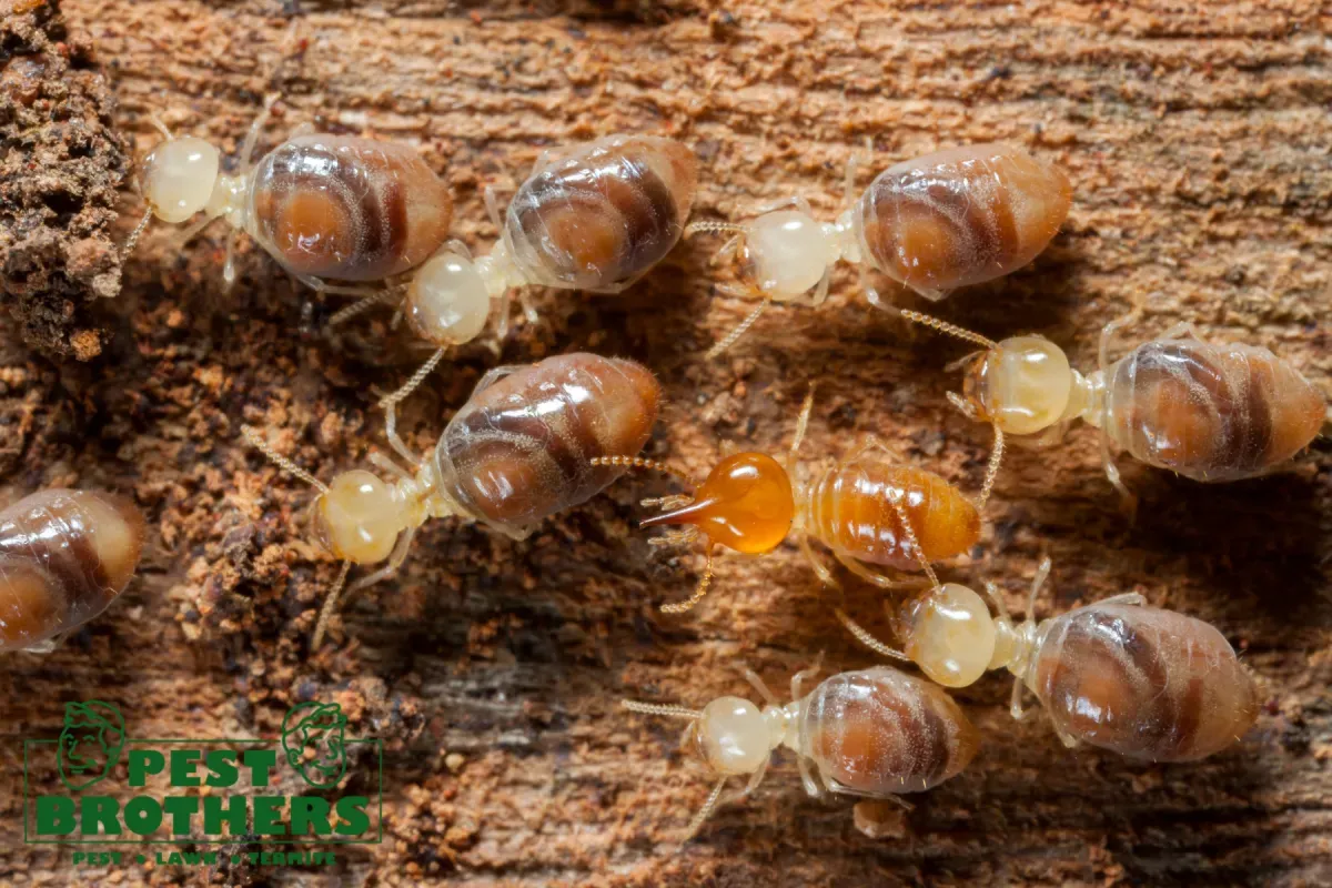 How Does Professional Termite Control Eliminate an Active Infestation at the Source 2 termite insects wood