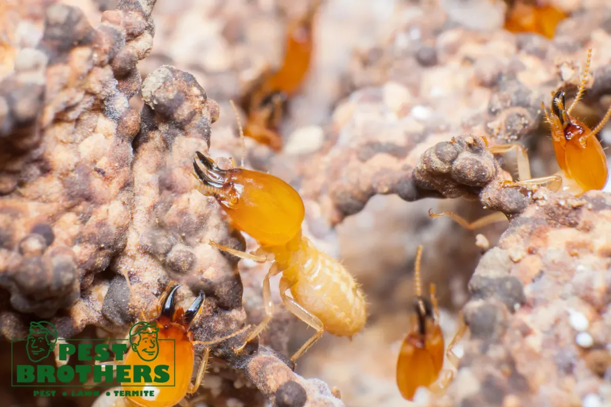 termites in the white nest