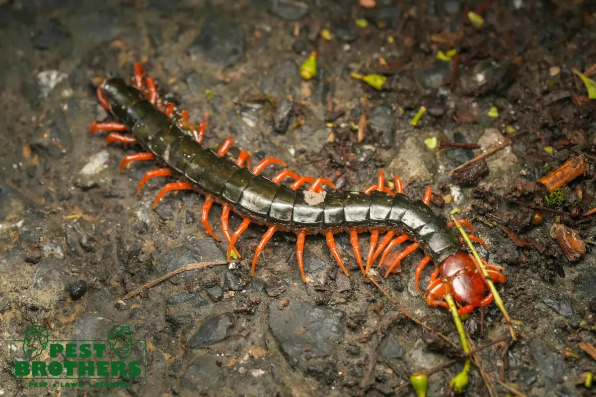 What Is the Difference Between Professional Centipede Pest Control and DIY Methods 3 hunting centipede