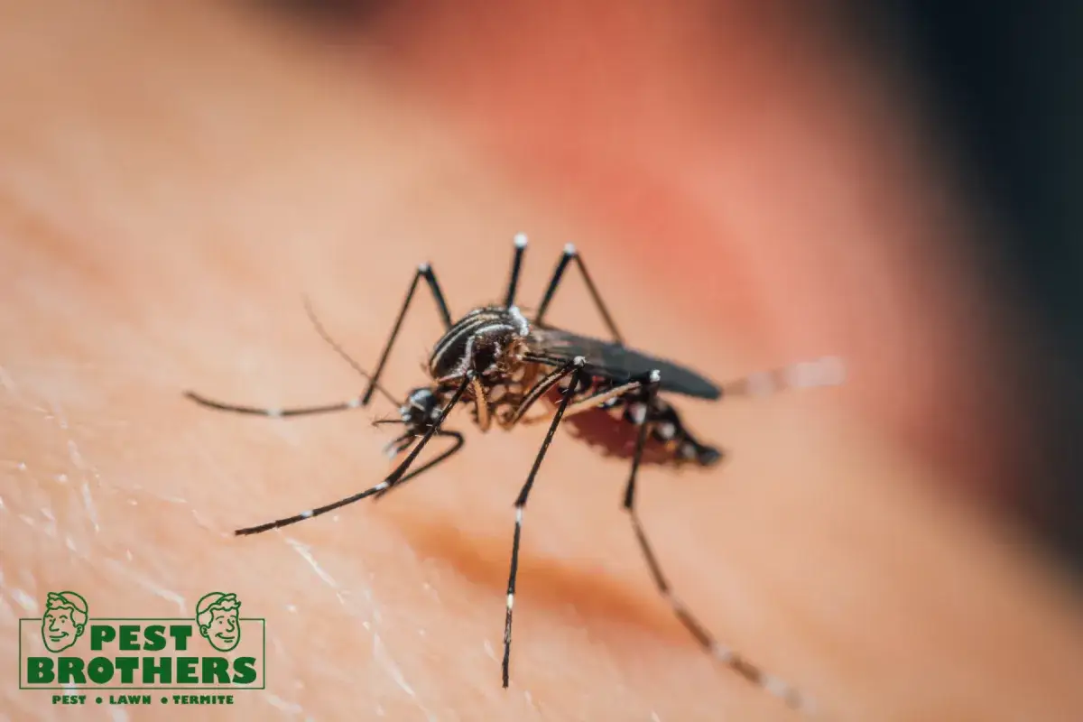 What Happens During a First Visit From a Professional Exterminator 2 mosquito sucking blood