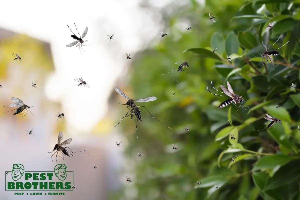 What Happens During a First Visit From a Professional Exterminator 2 mosquitoes flying in the park