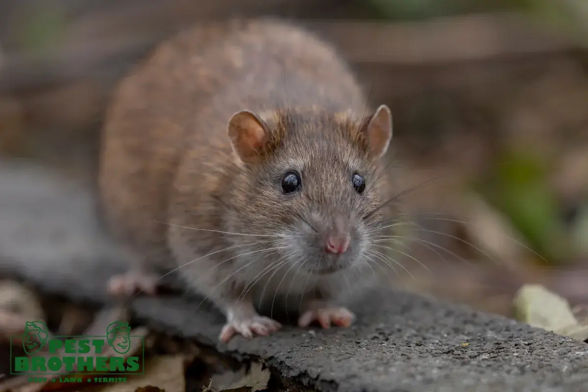 rat