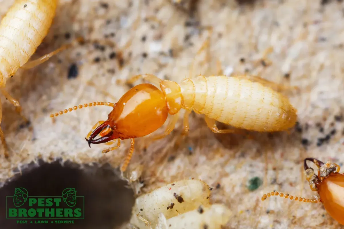 How Does Professional Pest Control Eliminate an Infestation at the Source 2 termite