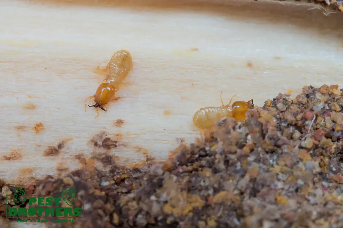 How Does Professional Pest Control Eliminate an Infestation at the Source 4 termites eat wood